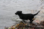 Zoey 09 november 2013. Ze plonst al aardig het water in!