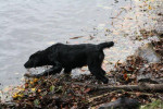 Zoey 09 november 2013, zal ik wel of zal ik niet?