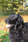 Teal herfst 2009