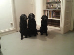 Lilly, Lexy en Zoey