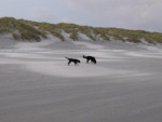 Daantje op Ameland begin nov. 2013