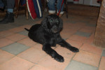 Lilly mee naar de manege - Copyright Nicole Bijl ©