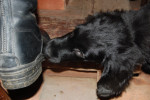Lilly mee naar de manege - Copyright Nicole Bijl ©