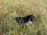 Daantje op Ameland begin nov. 2013