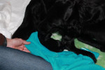 Net geboren, Lilly poetst de pup schoon.