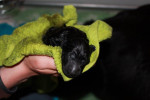 Lief!
