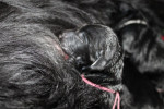 Teefje roze