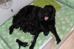 Super gedaan Lilly!