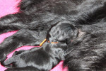 De pups drinken goed 24-06-2013