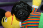 Gewoon lief! 03-07-2013