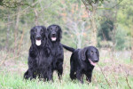 Lexy, Lilly en Joey, zit en blijf! ;-)