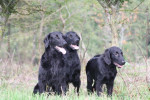 Lexy, Lilly en Joey, zit en blijf! ;-)