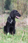 Joey 20-10-2013