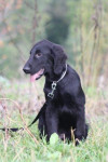 Joey, 20-10-2013
