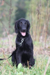 Joey, 20-10-2013, braaf hondje!