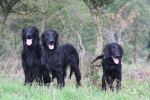 Lexy, Lilly, Joey