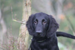 Joey 20-10-2013