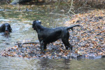 Ja hoor, Pim is ook het water in geweest!