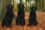 Lilly, Lexy en Pim 27-10-2013