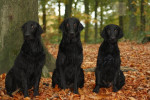 Lilly, Lexy en Pim 27-10-2013