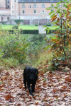 Lexy voor het kasteel in het bos.