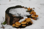Paddestoelen