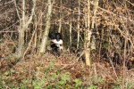 Lilly apport uit de dekking