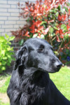 Darcy april 2011