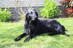 Darcy april 2011