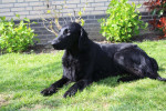 Darcy april 2011