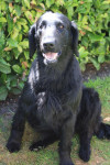 Darcy april 2011