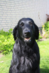 Darcy april 2011