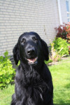 Darcy april 2011