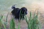Darcy