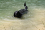 Darcy in het water