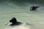 Lilly en Darcy, even afkoelen in het water