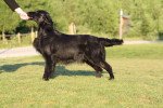 Darcy
