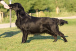 Darcy