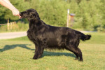 Darcy