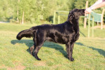 Lilly