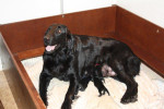 Justy met haar pups