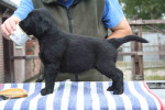Lexy op tafel 5,5 week