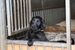 Lexy 5,5 week