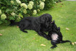 Samen spelen!