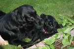 Samen spelen!