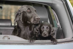 Darcy en Lexy achterin de kofferbak