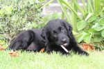 Lexy 8 weken oud