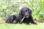 Lexy 8 weken oud
