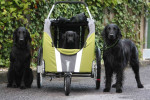 Lilly, Lexy en Darcy