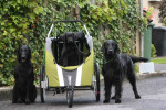 Lilly, Lexy en Darcy